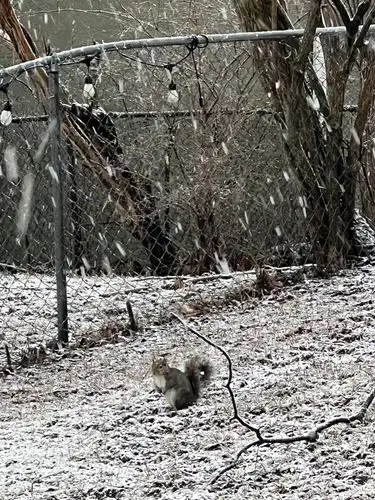 Tiny paws, big flakes, winter magic.